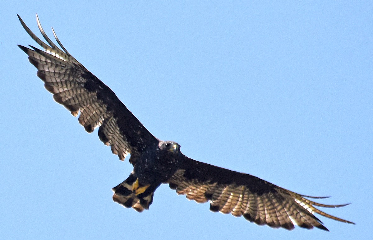 Zone-tailed Hawk - Steven Mlodinow