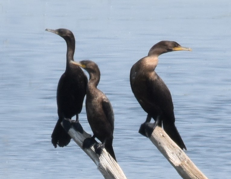 Neotropic Cormorant - ML110552411