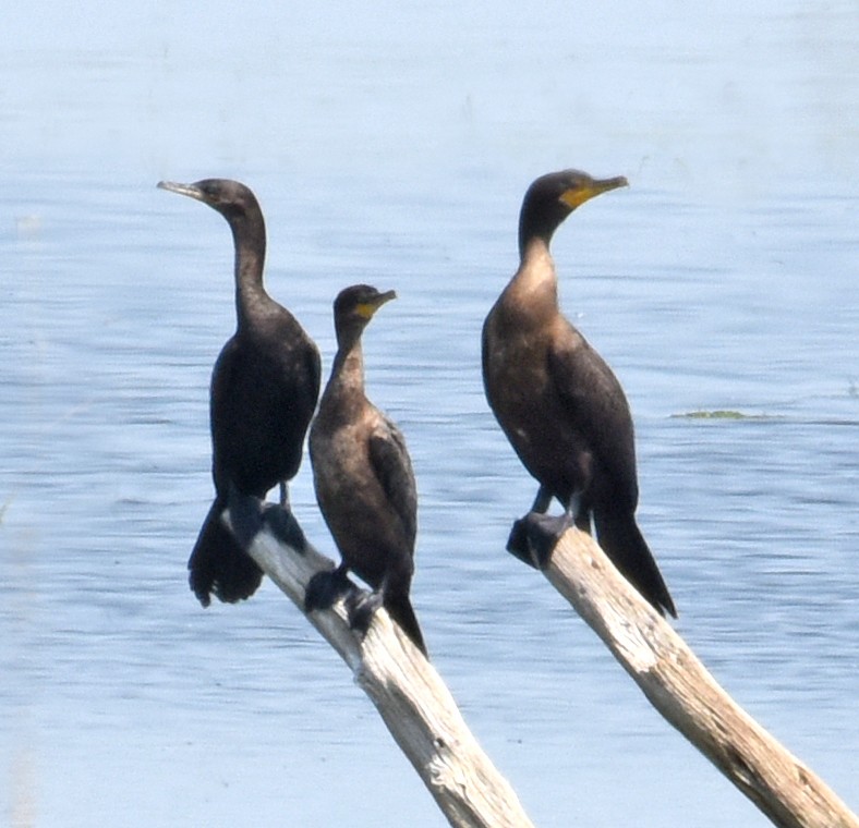 Neotropic Cormorant - ML110552421