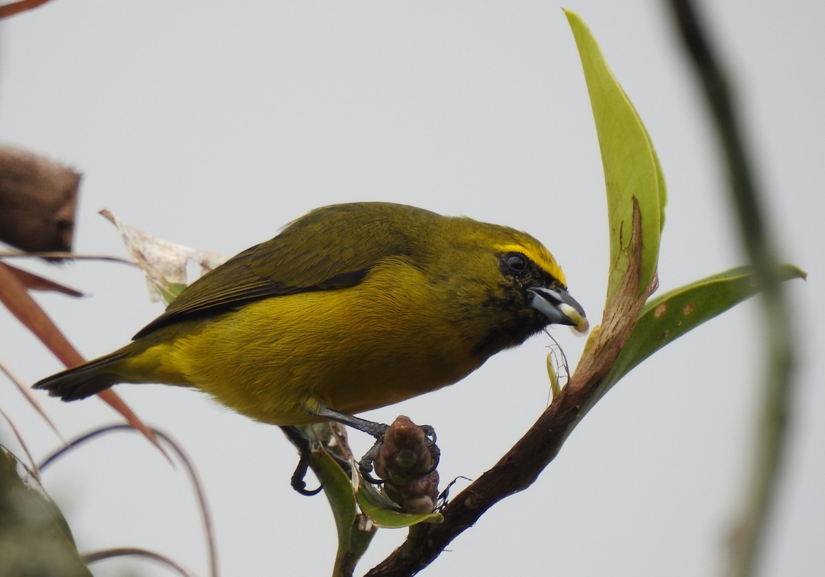 Yellow-crowned Euphonia - ML110552491