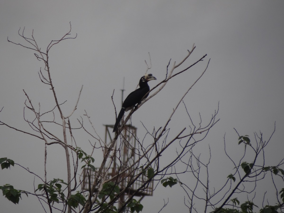 Oriental Pied-Hornbill - ML110553141