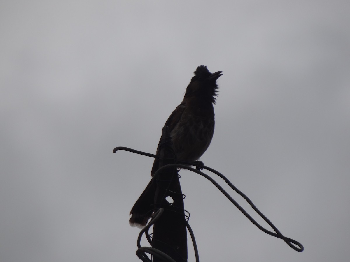 Red-vented Bulbul - ML110553171