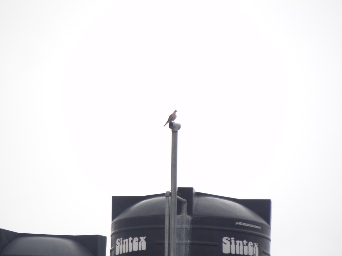 Spotted Dove - ML110553181