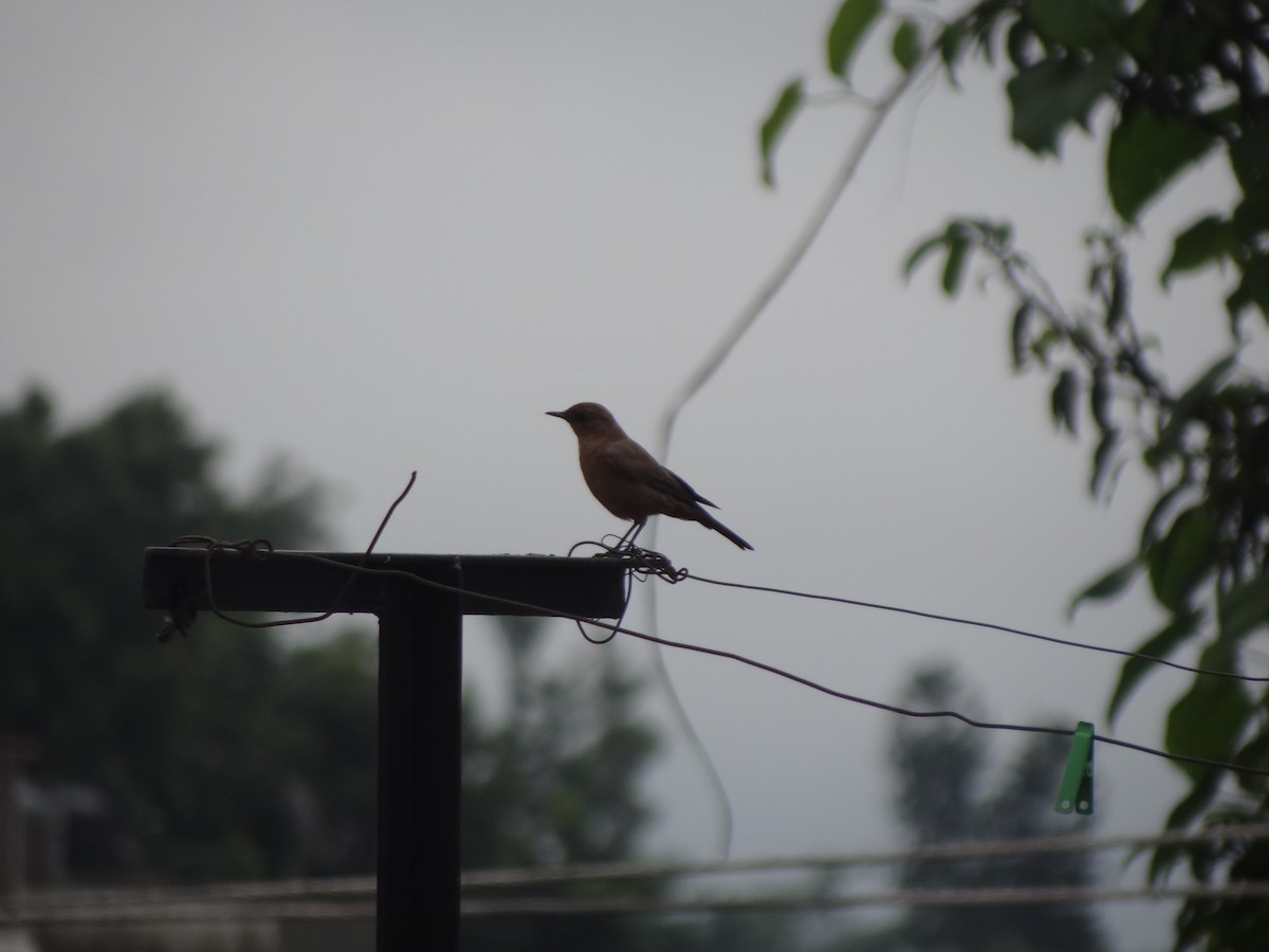 Brown Rock Chat - ML110553211