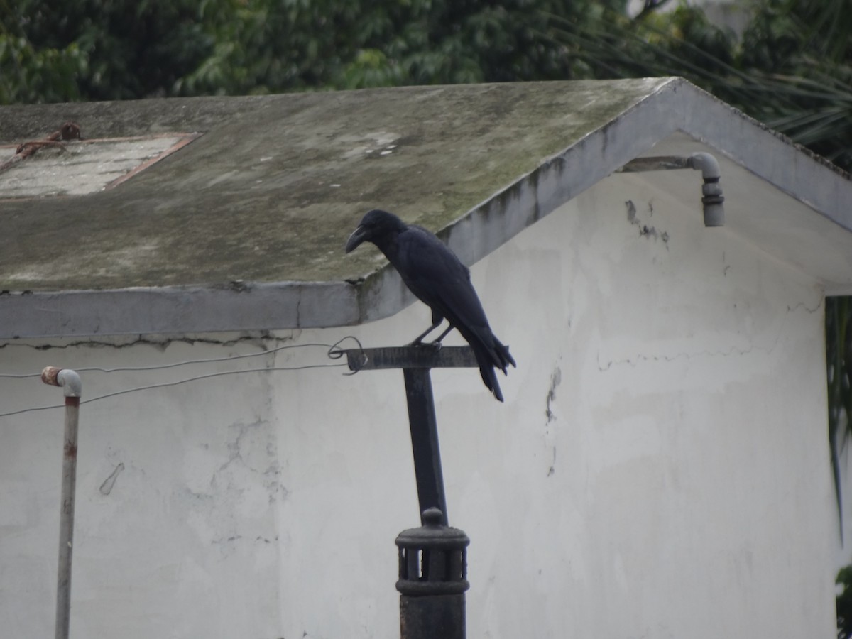 Large-billed Crow (Indian Jungle) - ML110553221