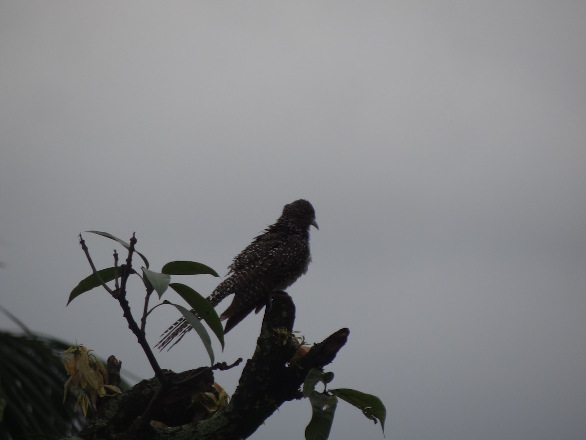 Asian Koel - ML110553231