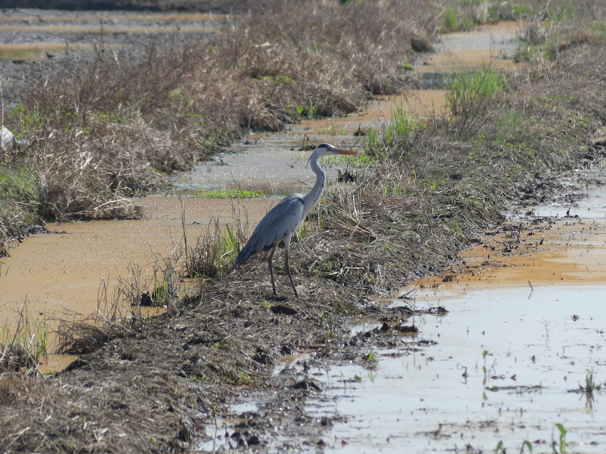 Gray Heron - ML110553861