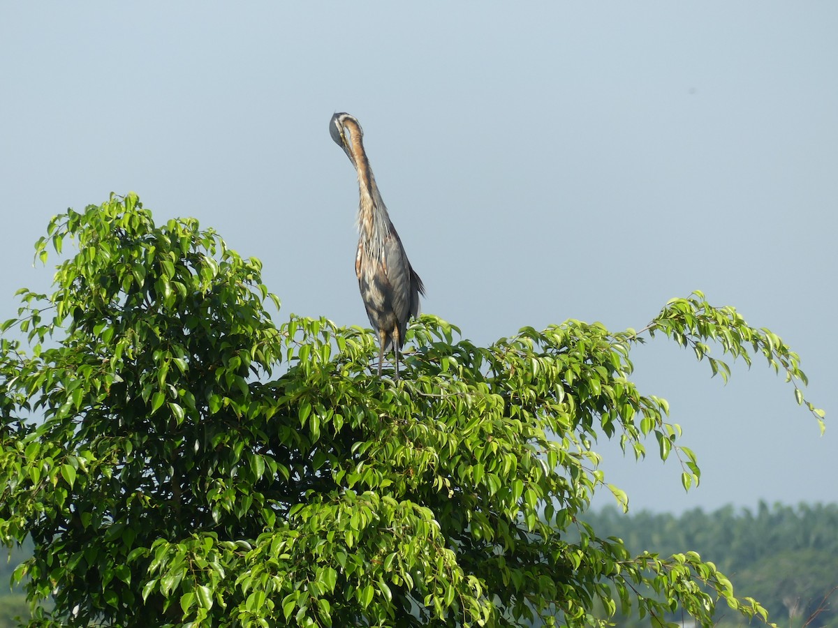 Purple Heron - ML110553871