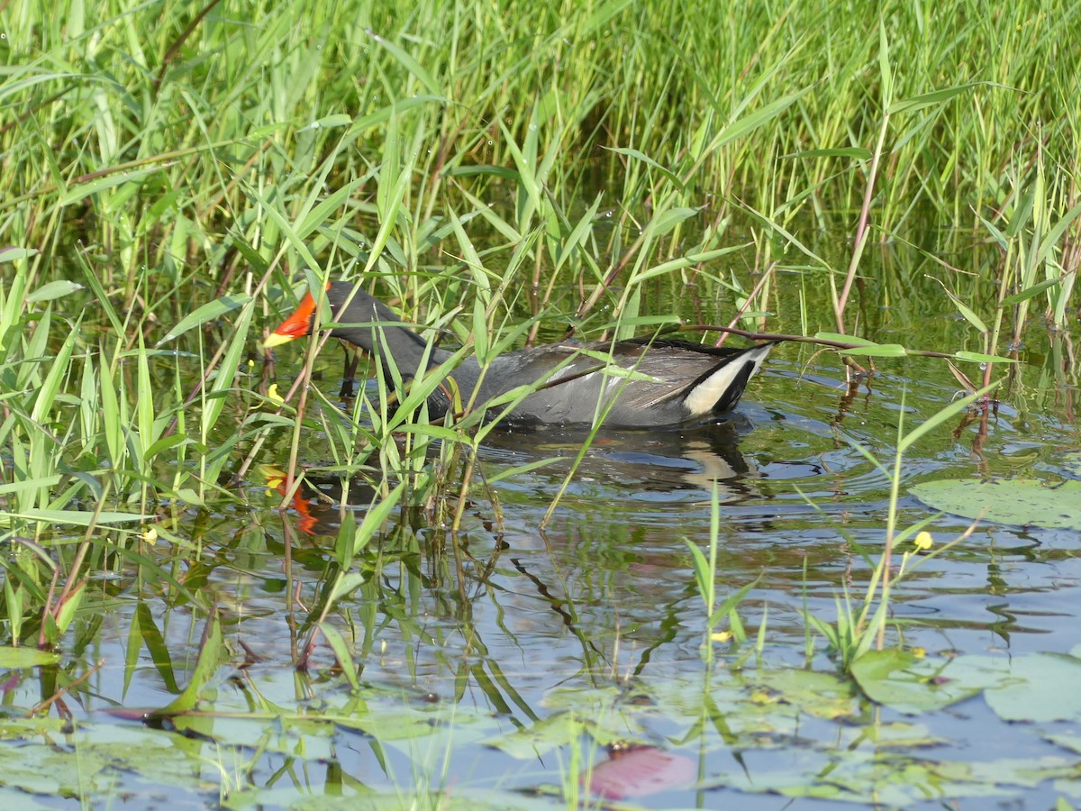 Eurasian Moorhen - ML110553931