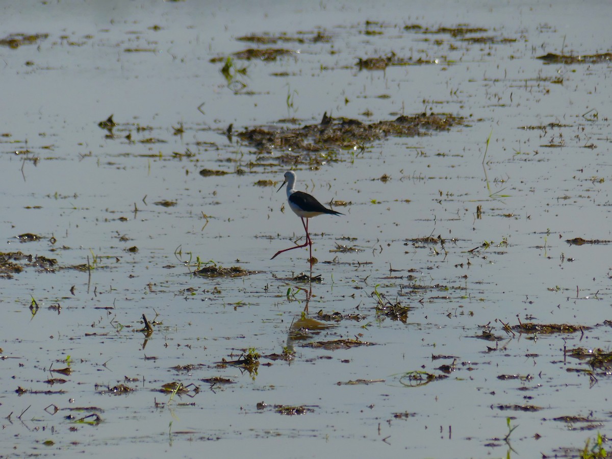 Black-winged Stilt - ML110553941