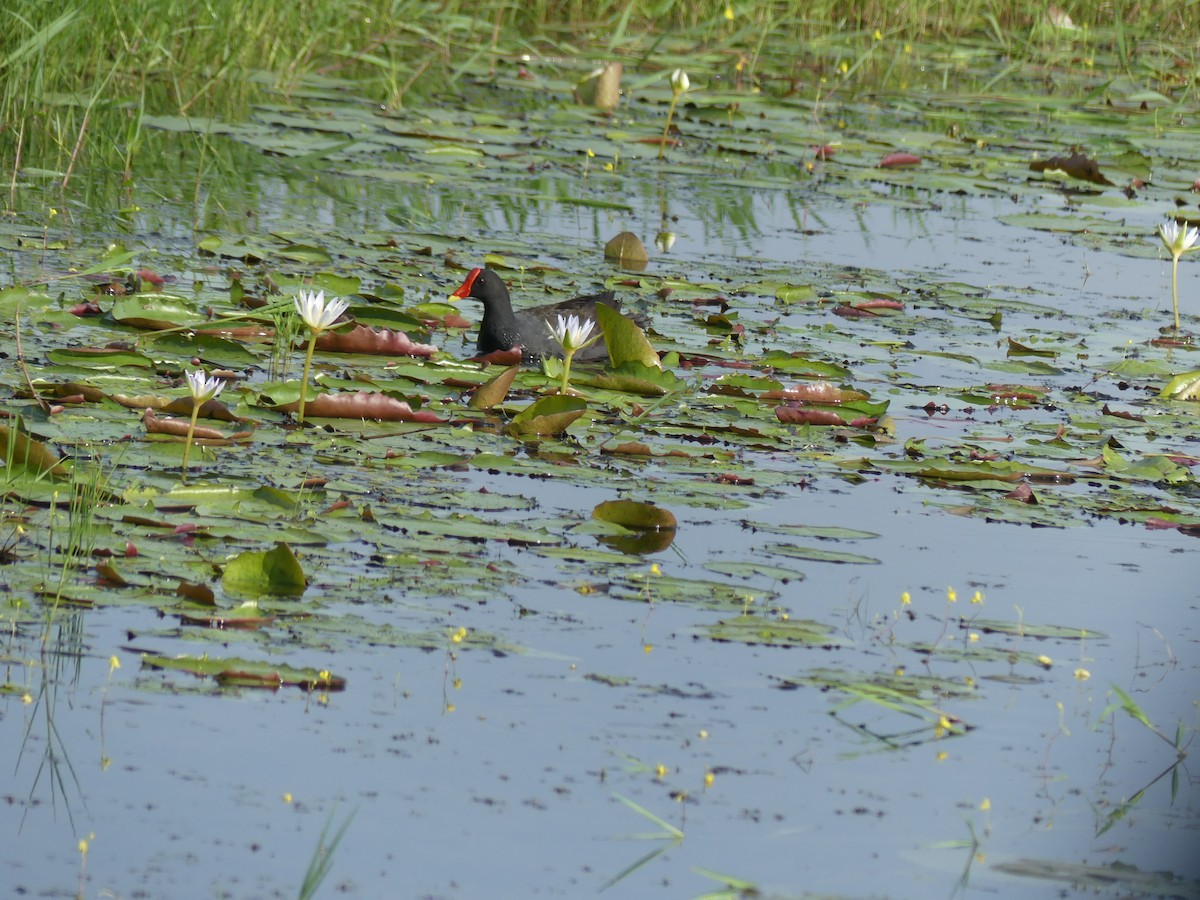 Gallinule poule-d'eau - ML110553951