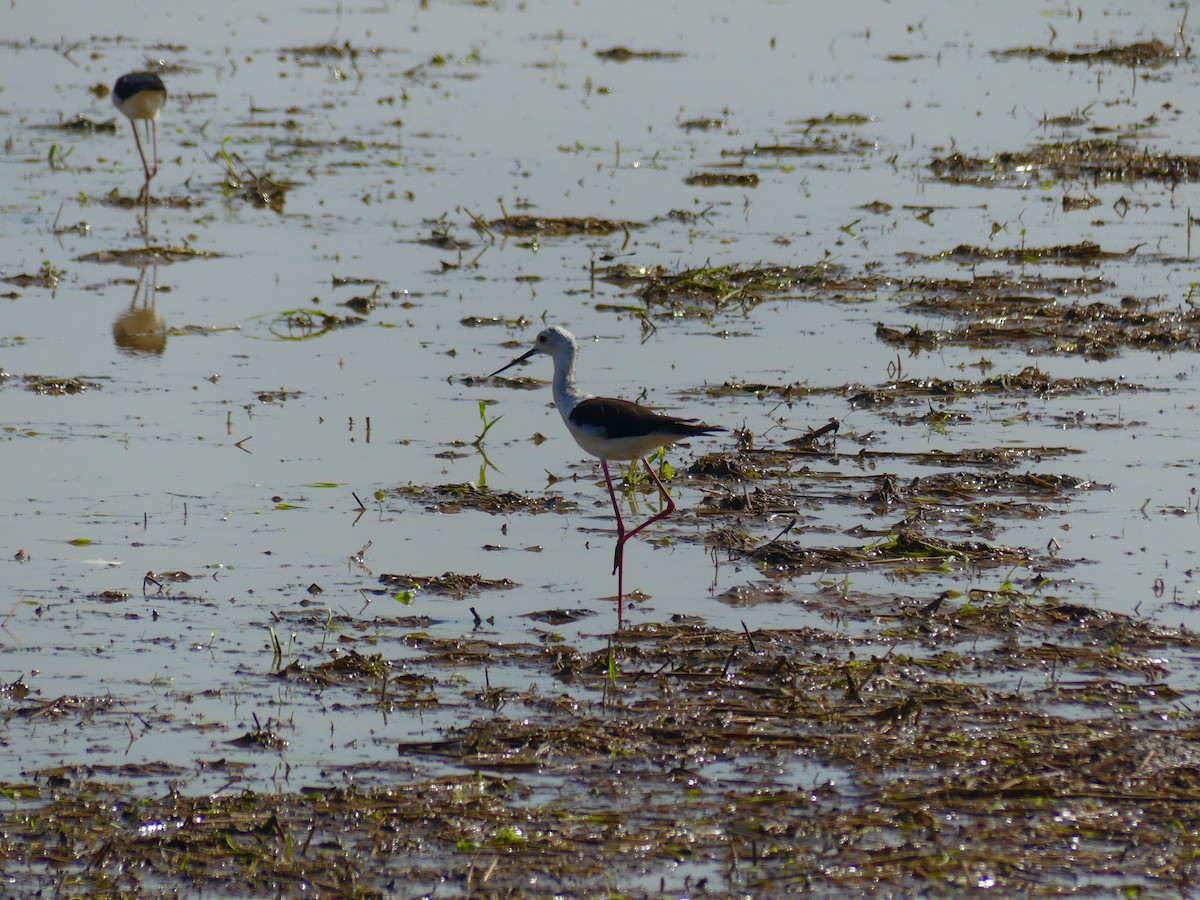 Black-winged Stilt - ML110553961