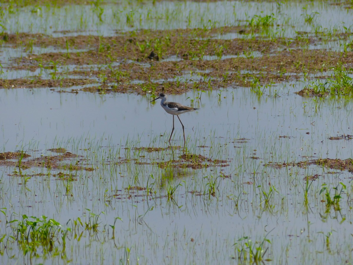 Black-winged Stilt - ML110553971