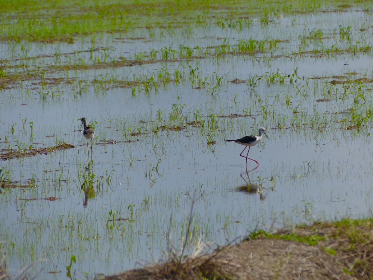 Black-winged Stilt - ML110553981