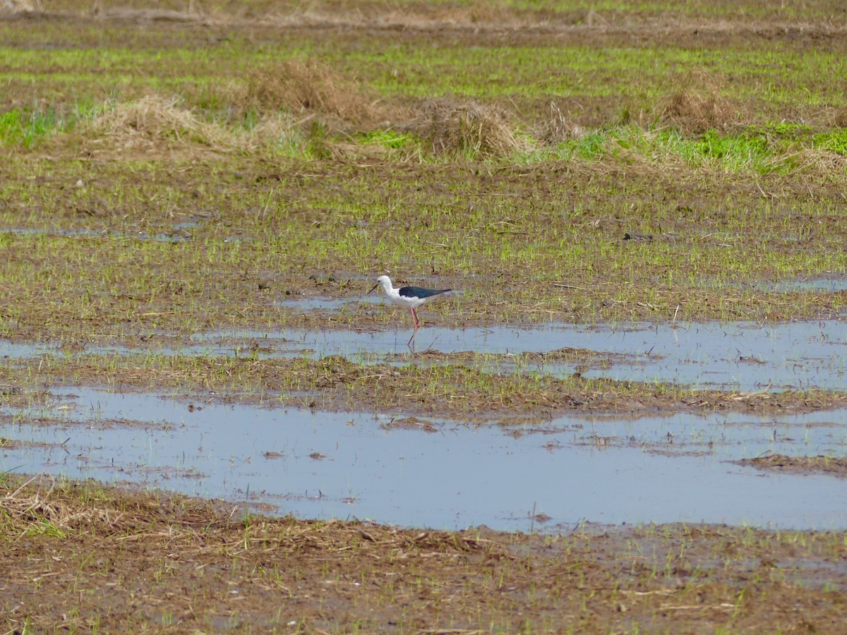 Black-winged Stilt - ML110553991