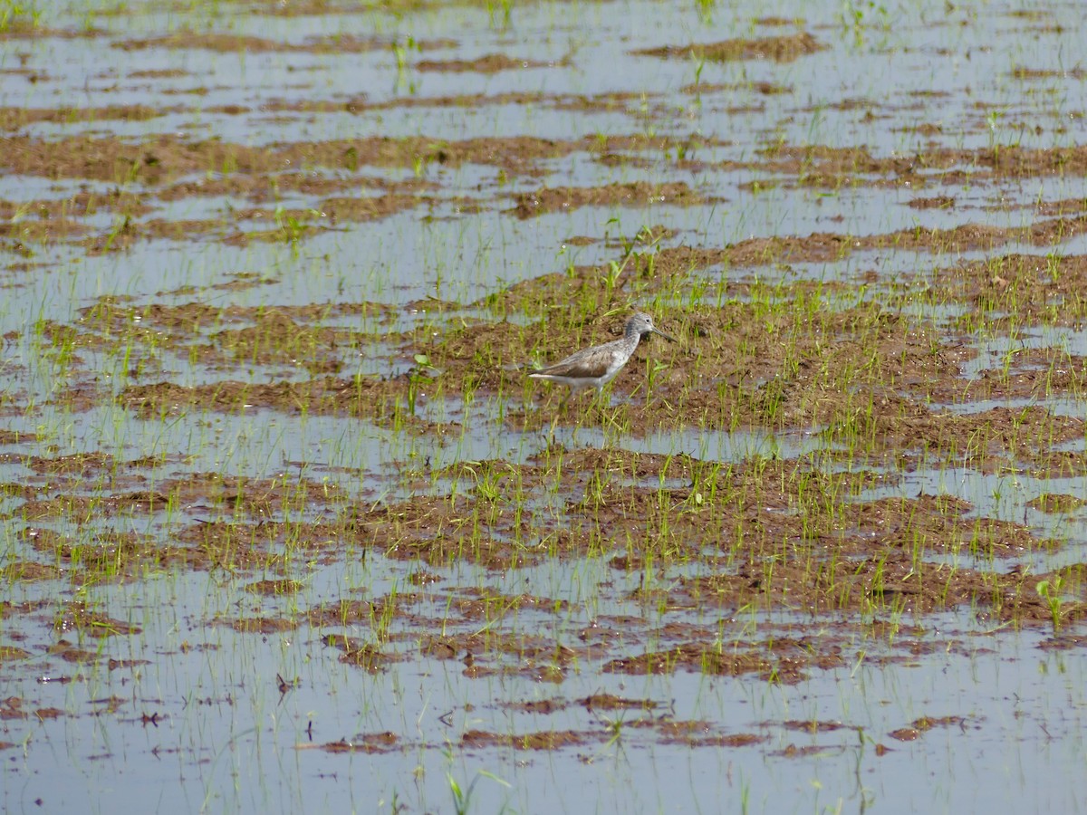 Common Greenshank - ML110554061