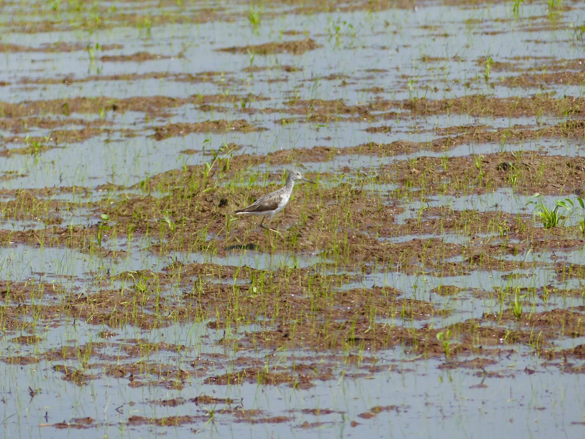 Common Greenshank - ML110554071