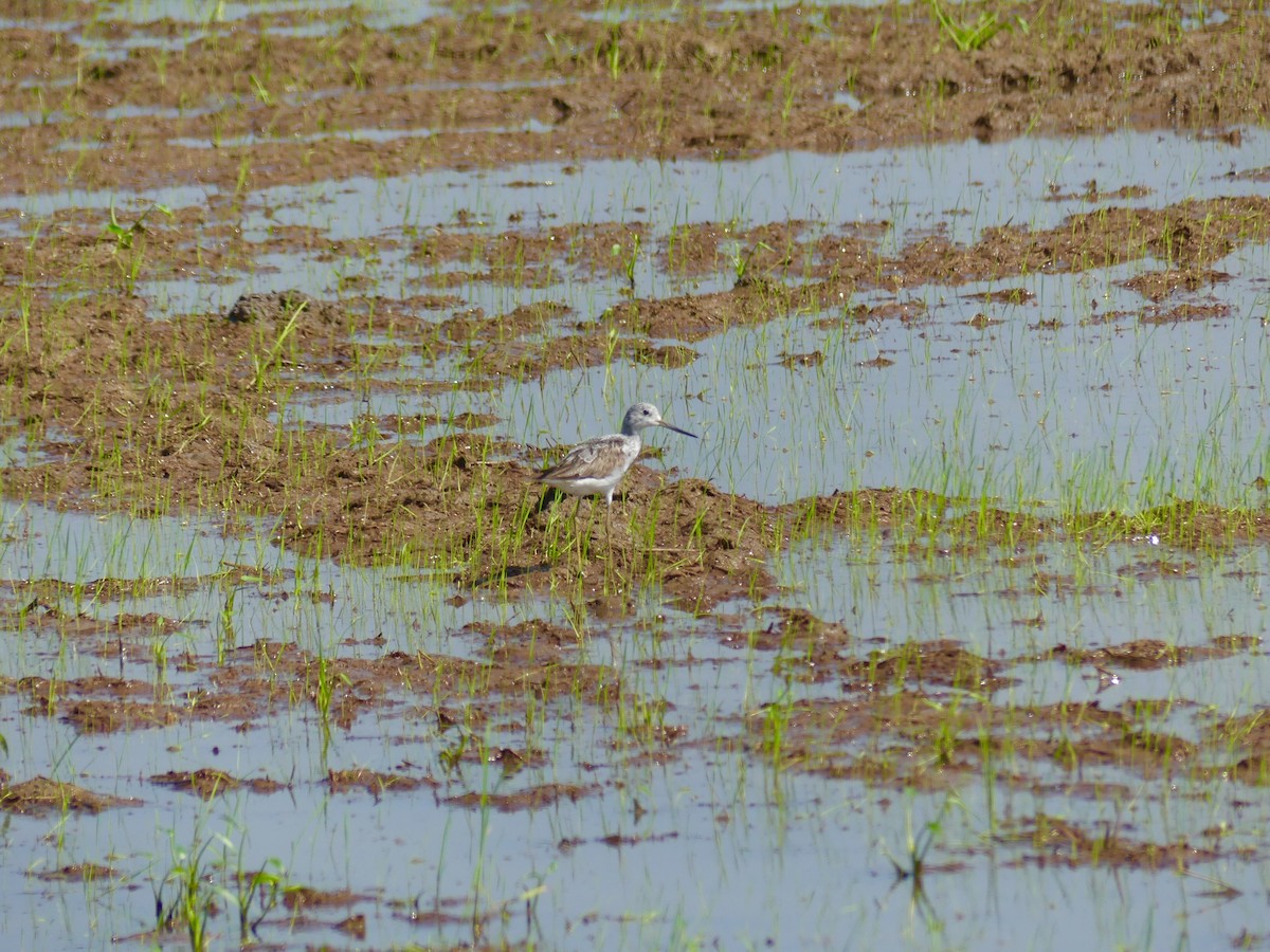 Common Greenshank - ML110554091