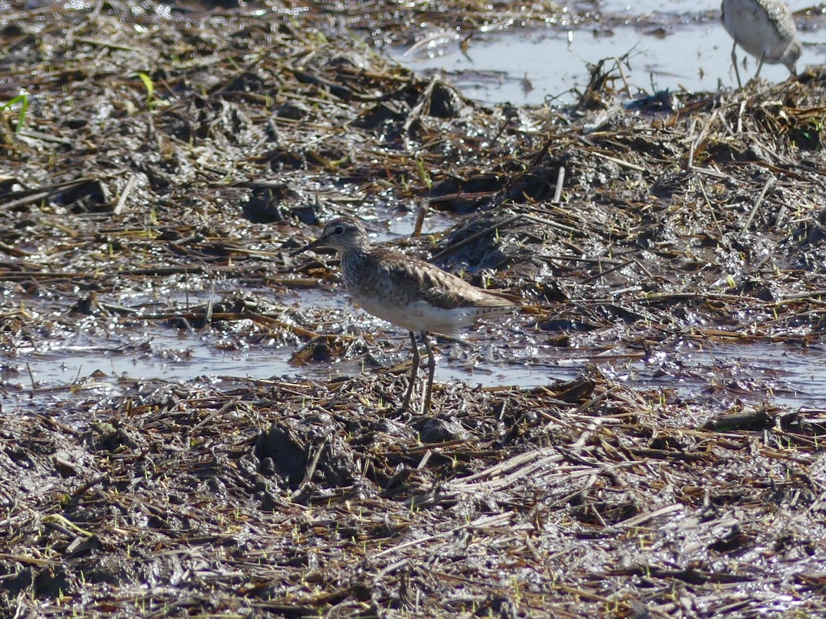 Wood Sandpiper - ML110554121