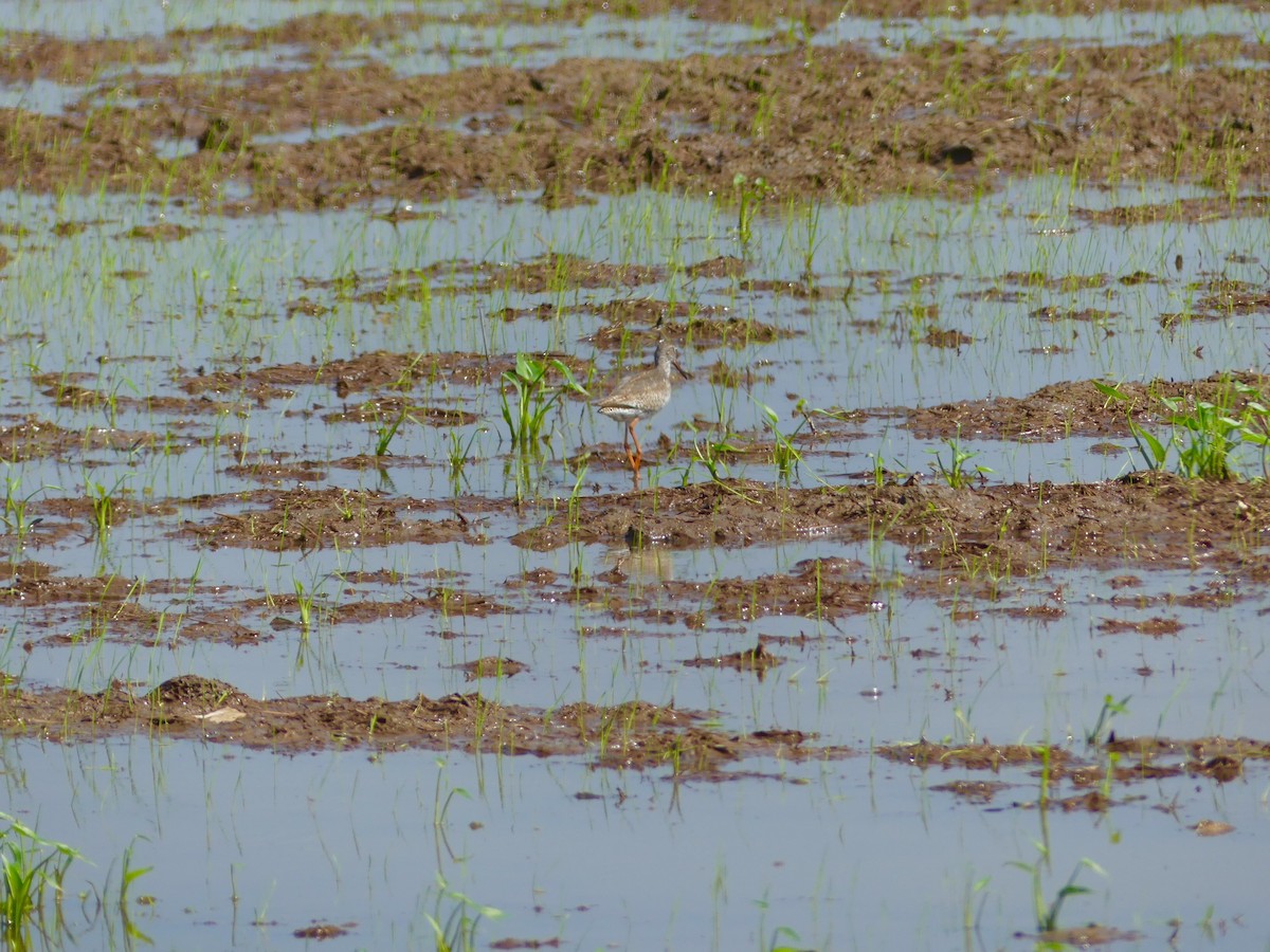 Common Redshank - ML110554161