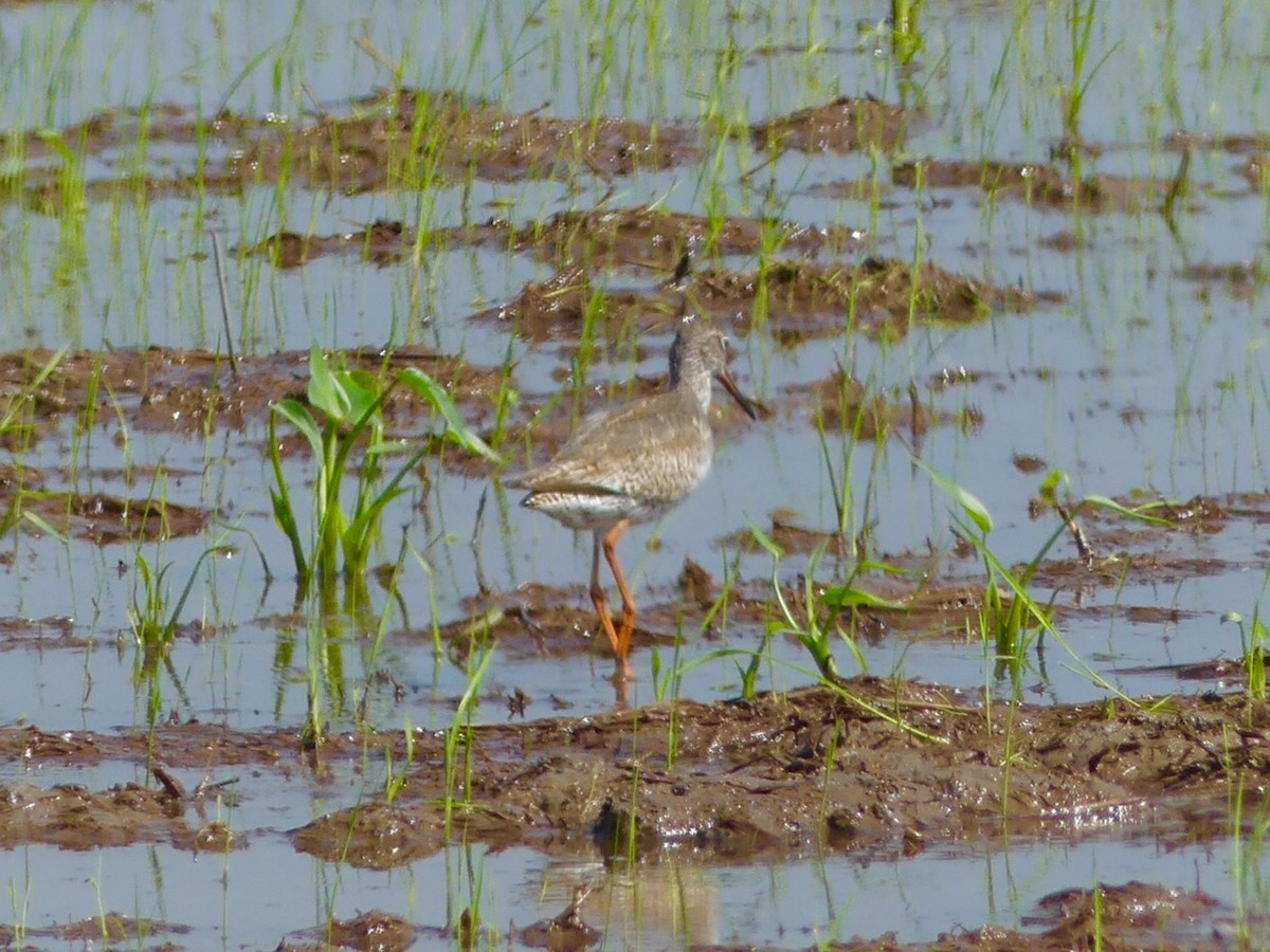 Common Redshank - ML110554201