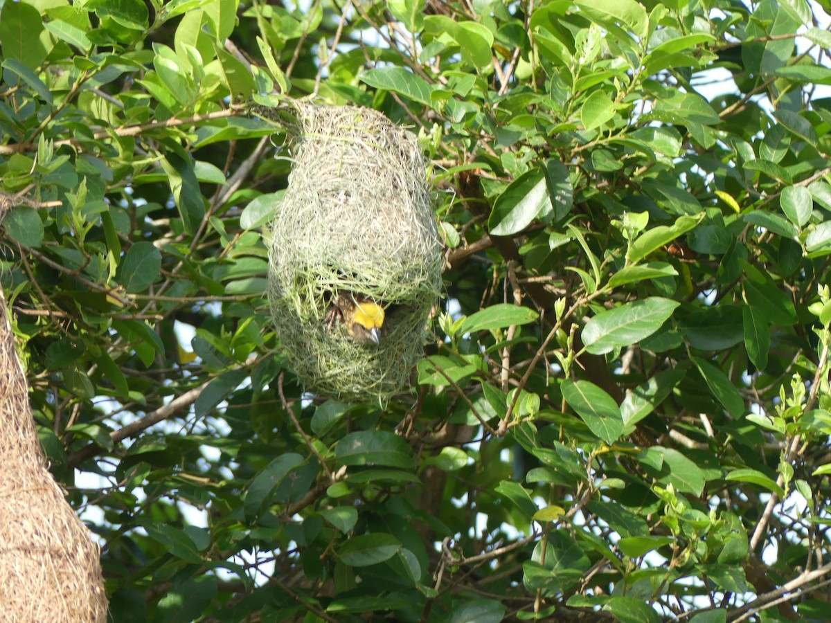 Baya Weaver - Yeo Yee Ling