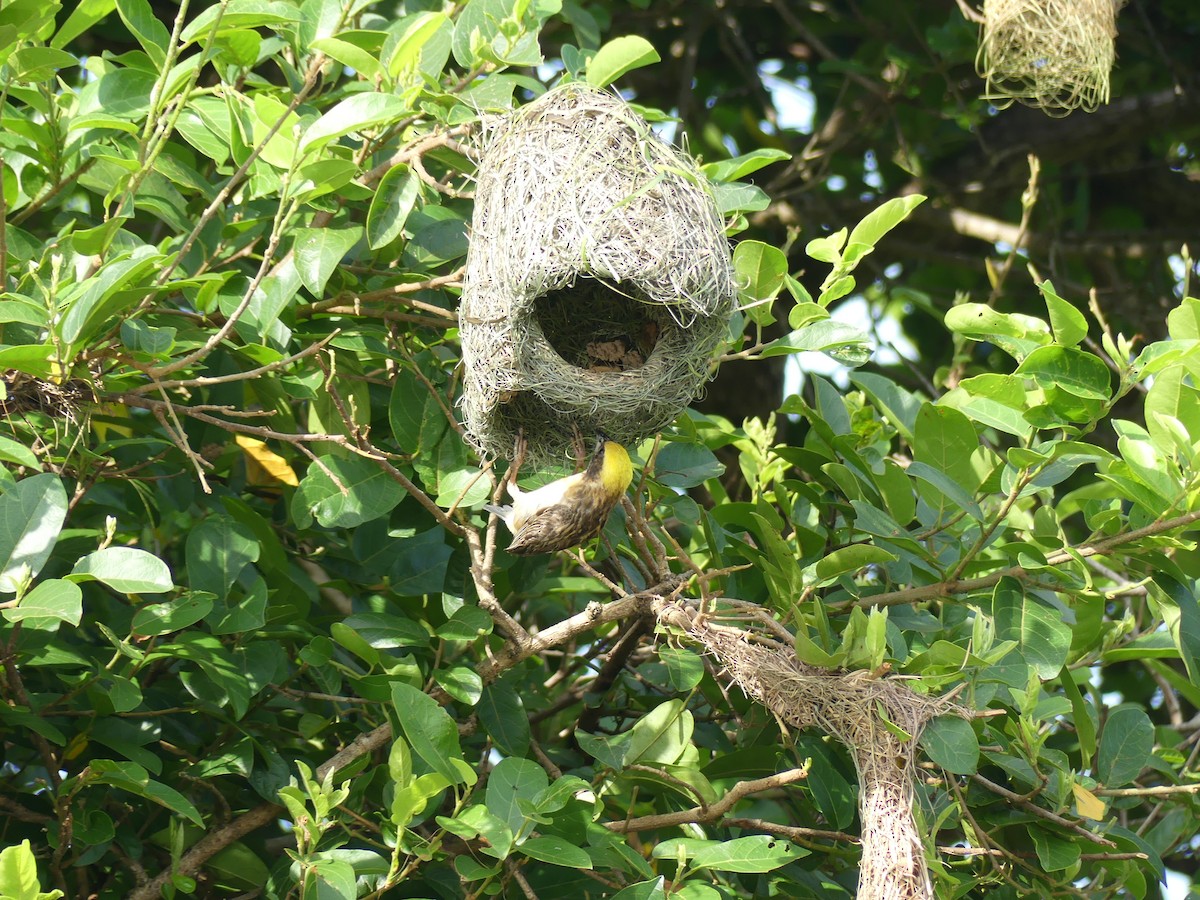 Baya Weaver - ML110554251