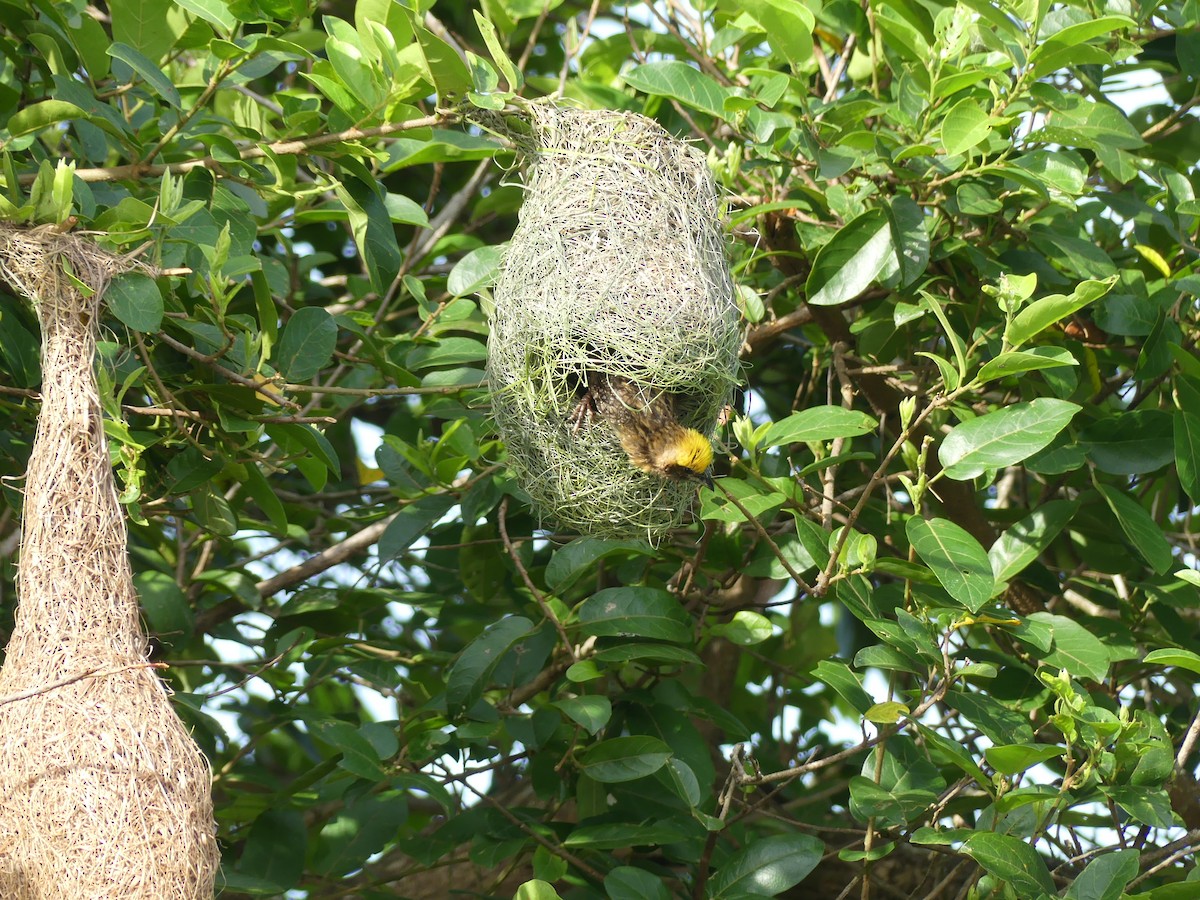 Baya Weaver - Yeo Yee Ling