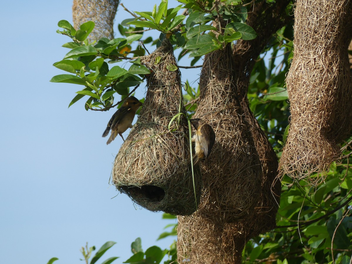 Baya Weaver - Yeo Yee Ling