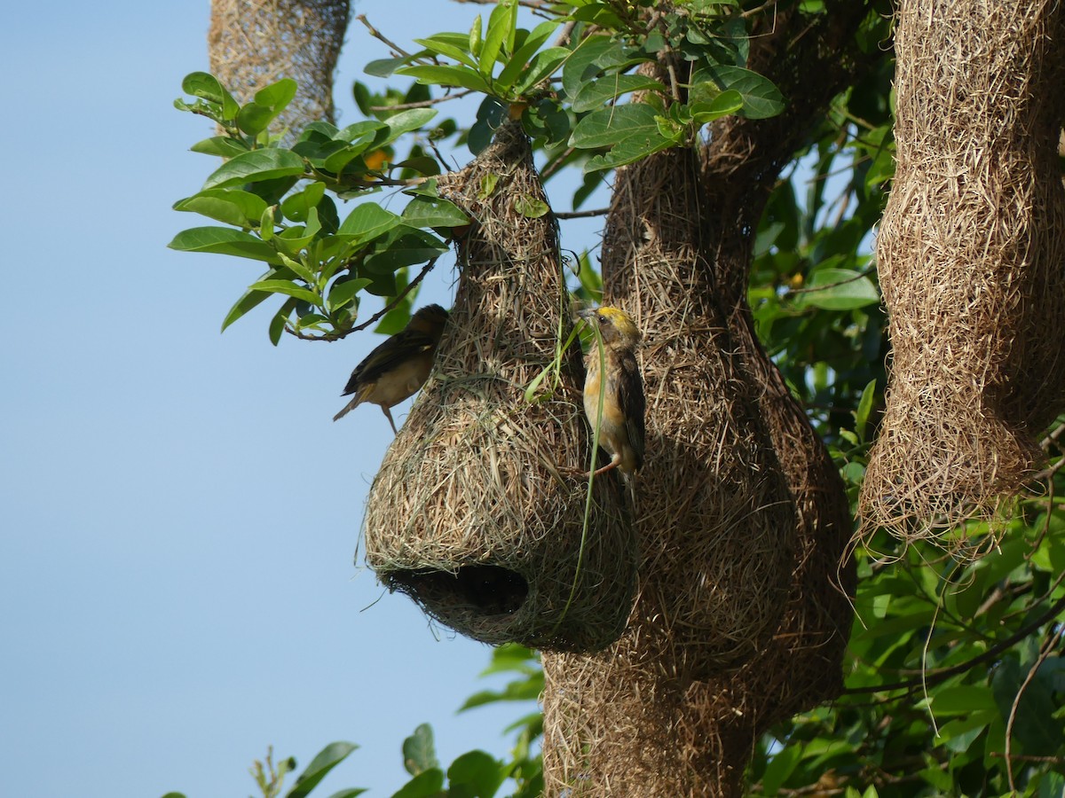 Baya Weaver - ML110554291