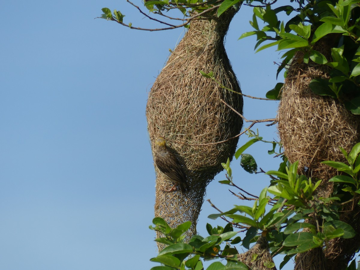 Baya Weaver - ML110554311