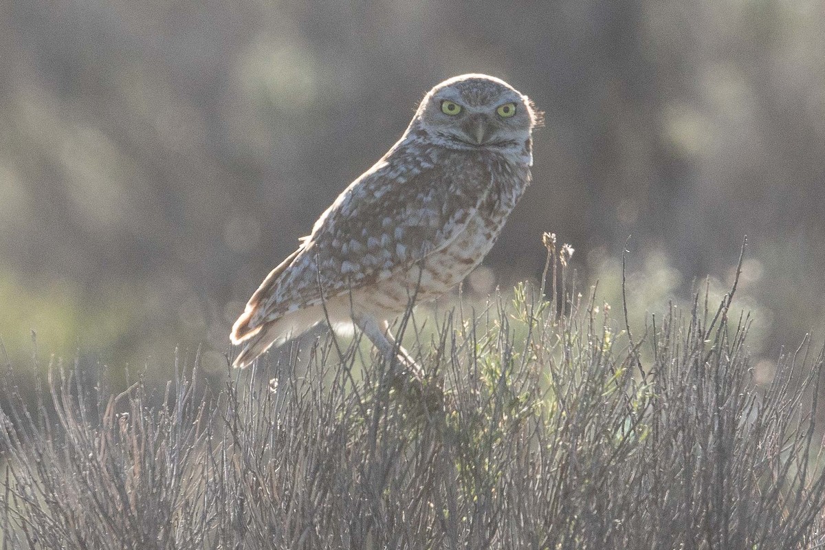 Burrowing Owl - ML110555281