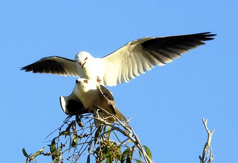 Black-shouldered Kite - ML110556291