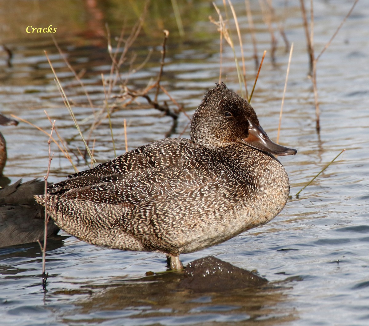 Freckled Duck - ML110557211
