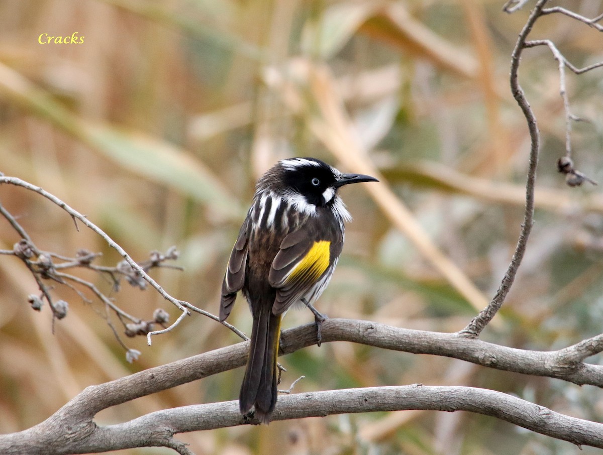 New Holland Honeyeater - ML110557311