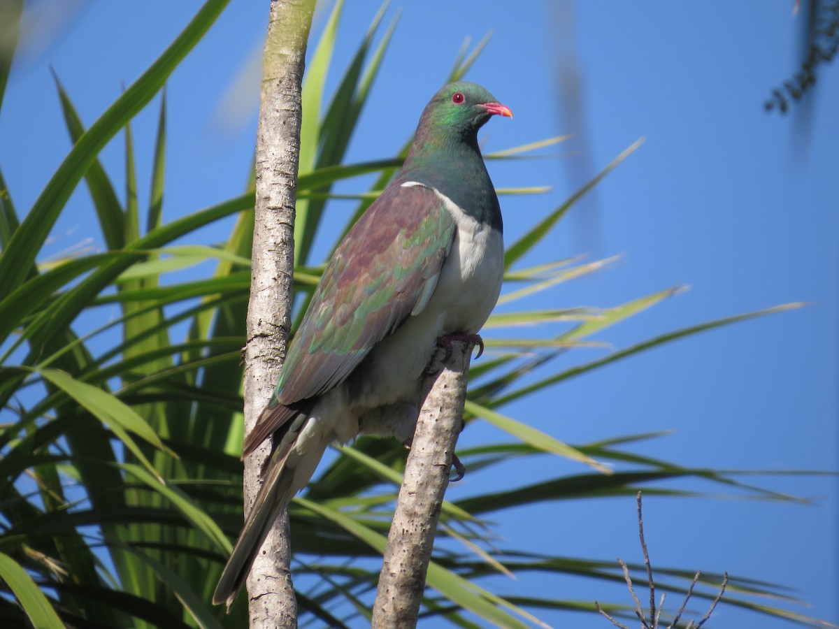 New Zealand Pigeon - ML110557421