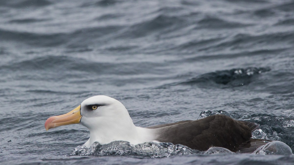 Чернобровый альбатрос (impavida) - ML110557861