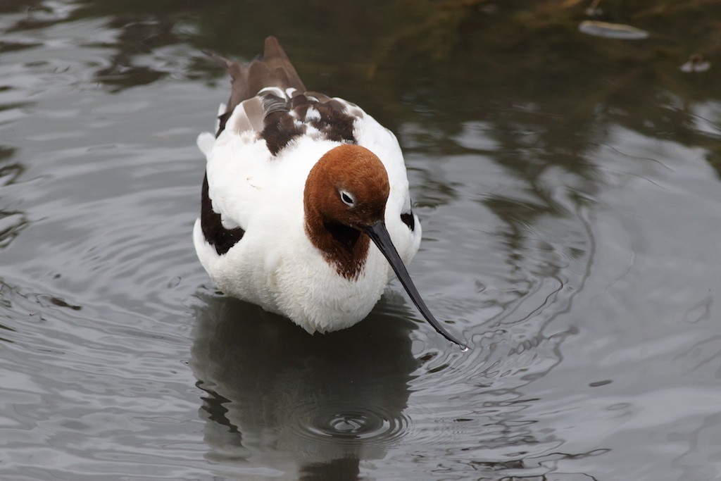 Avocette d'Australie - ML110559261