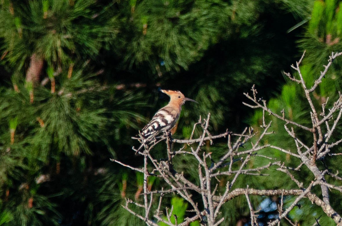 Eurasian Hoopoe - ML110560451