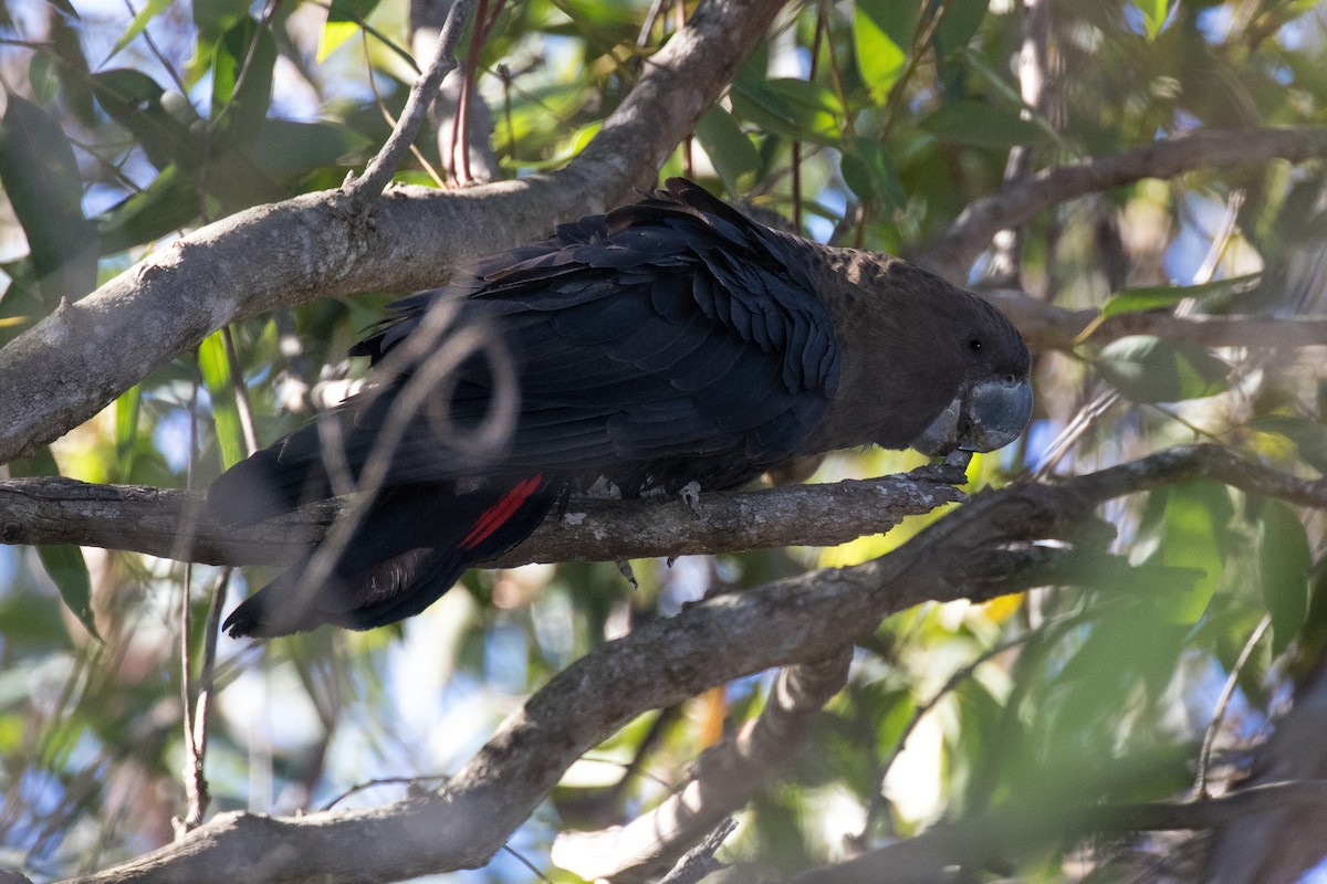 Glossy Black-Cockatoo - ML110561131