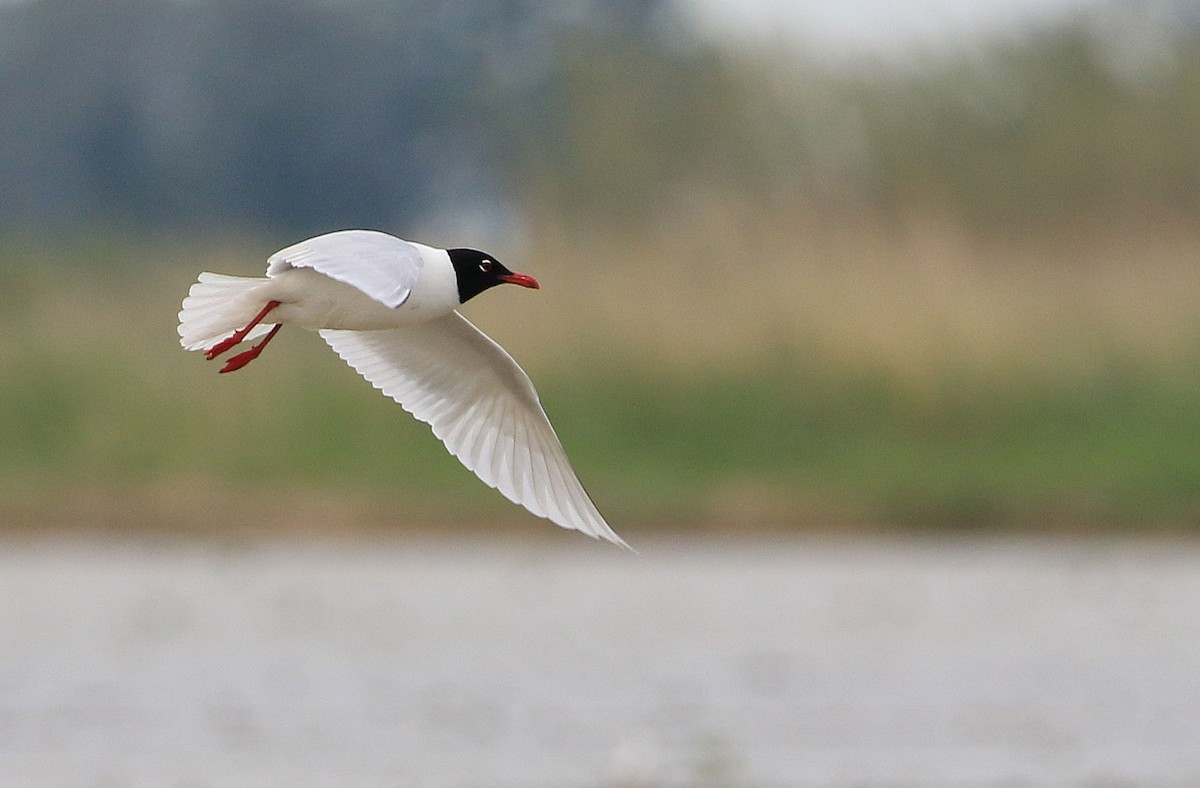 Mediterranean Gull - Patrick MONNEY