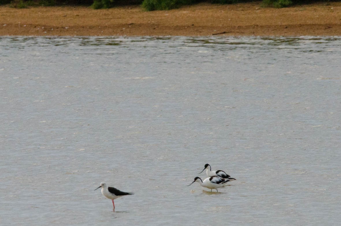 Pied Avocet - Antoon De Vylder