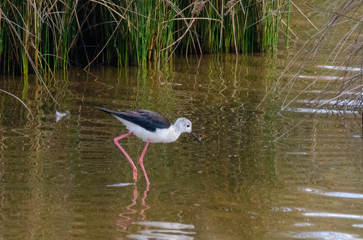 Black-winged Stilt - Antoon De Vylder