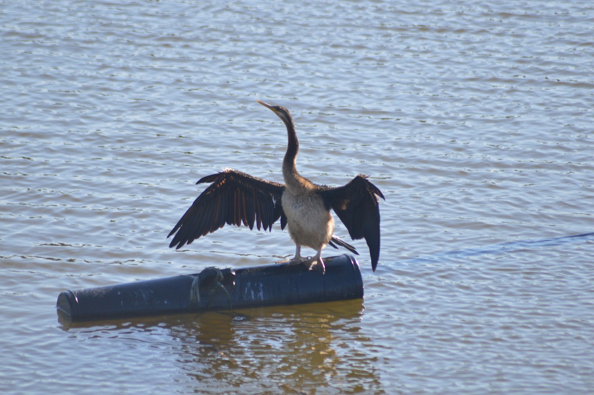 Australasian Darter - Taelum Warren