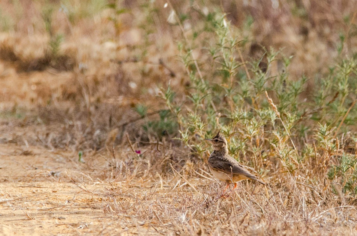 Thekla's Lark - ML110562591