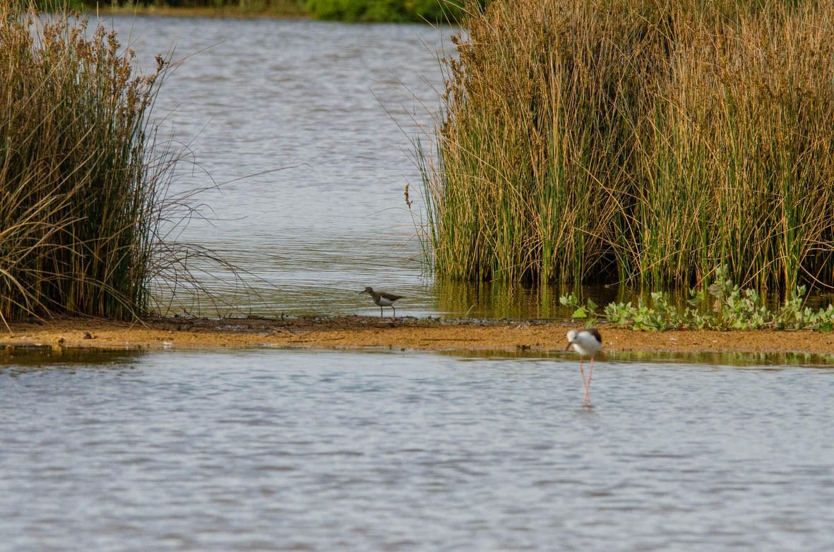 Common Sandpiper - Antoon De Vylder