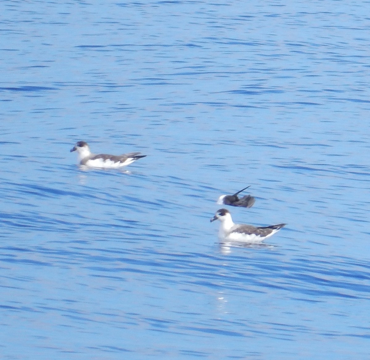 Black-capped Petrel - ML110562861