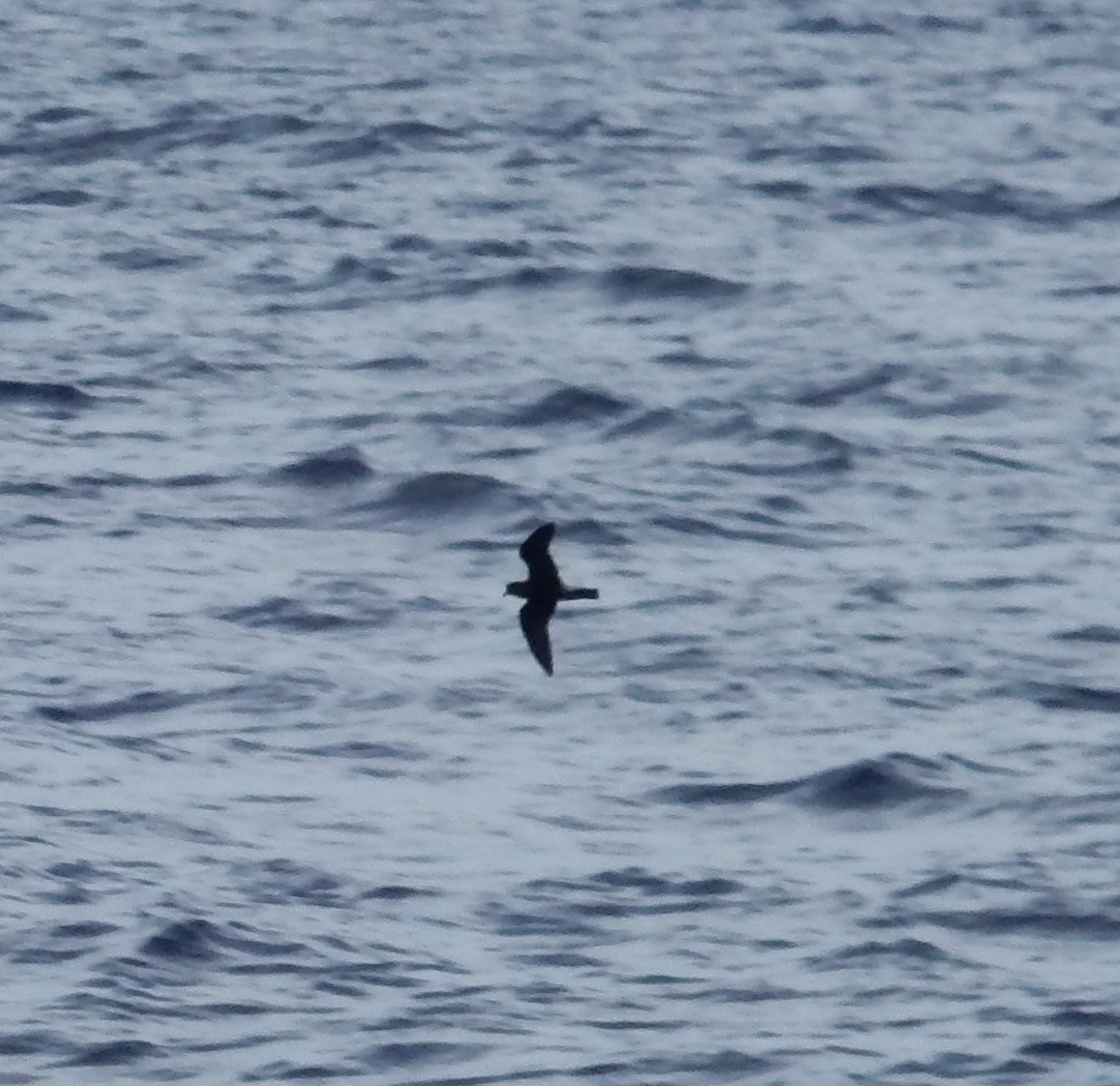 Band-rumped Storm-Petrel - ML110562921