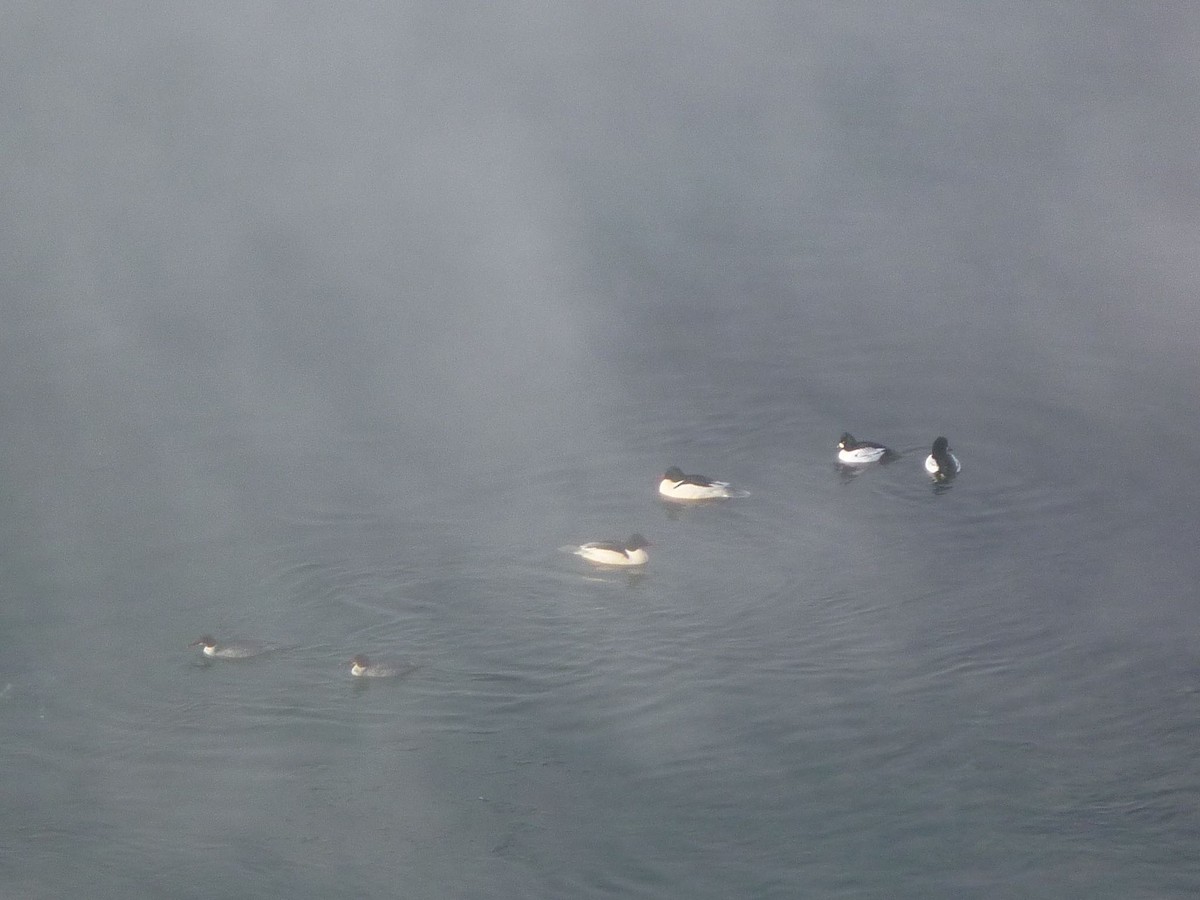 kvinand - ML110562991