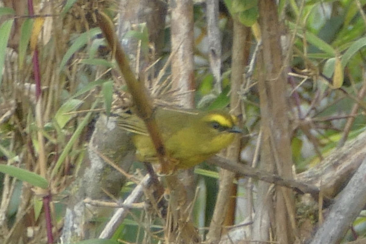 Citrine Warbler - Peter Kaestner